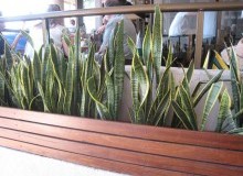 Kwikfynd Indoor Planting
delungra