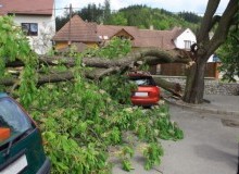 Kwikfynd Tree Cutting Services
delungra