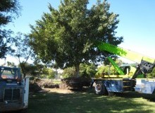 Kwikfynd Tree Management Services
delungra
